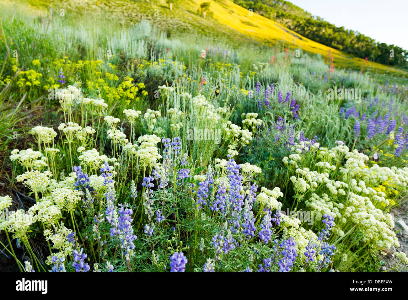 Giallo fiori selvatici in piena fioritura in montagna. Foto Stock