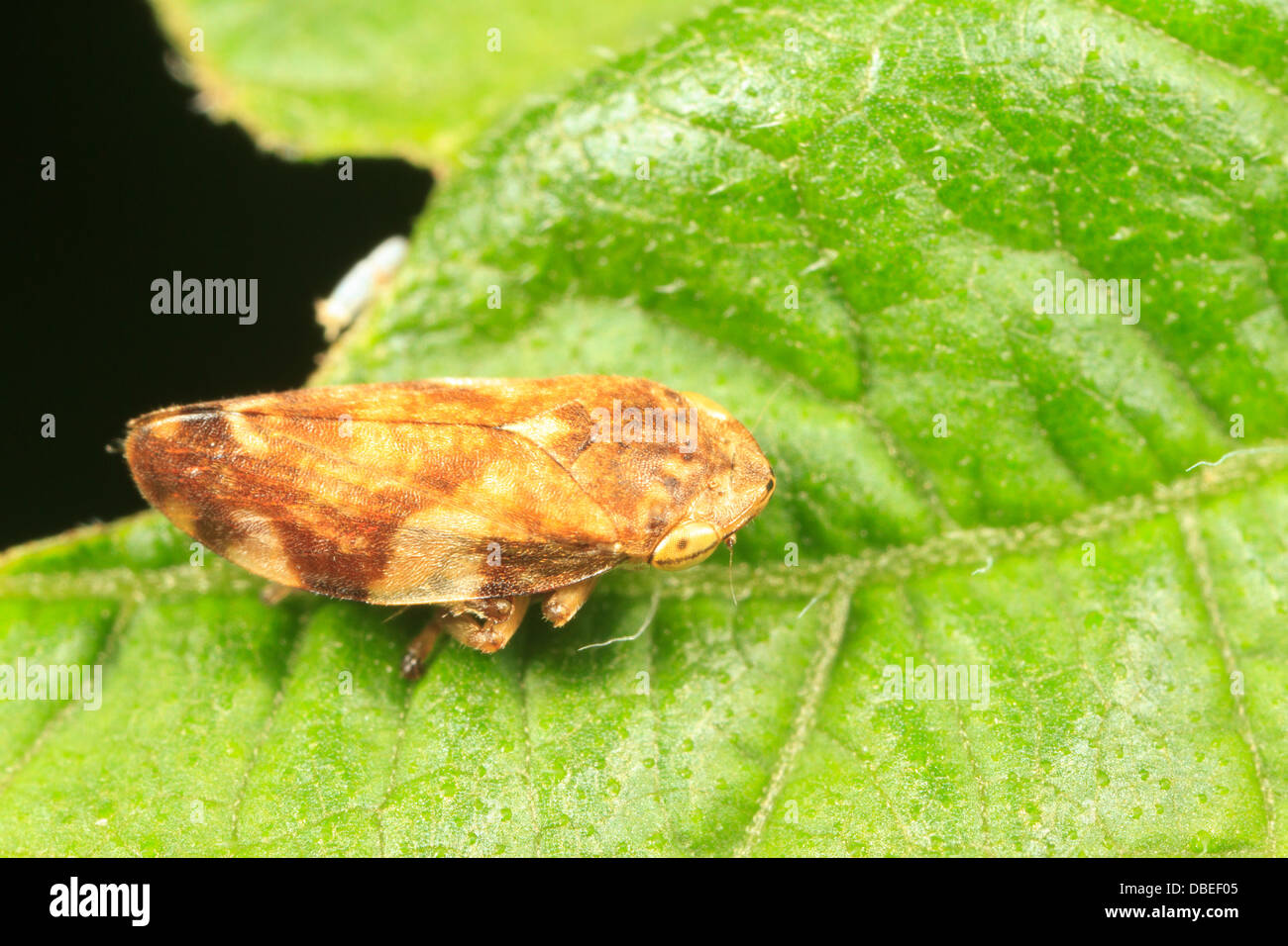 Prato Spittlebug (Philaenus spumarius) Foto Stock