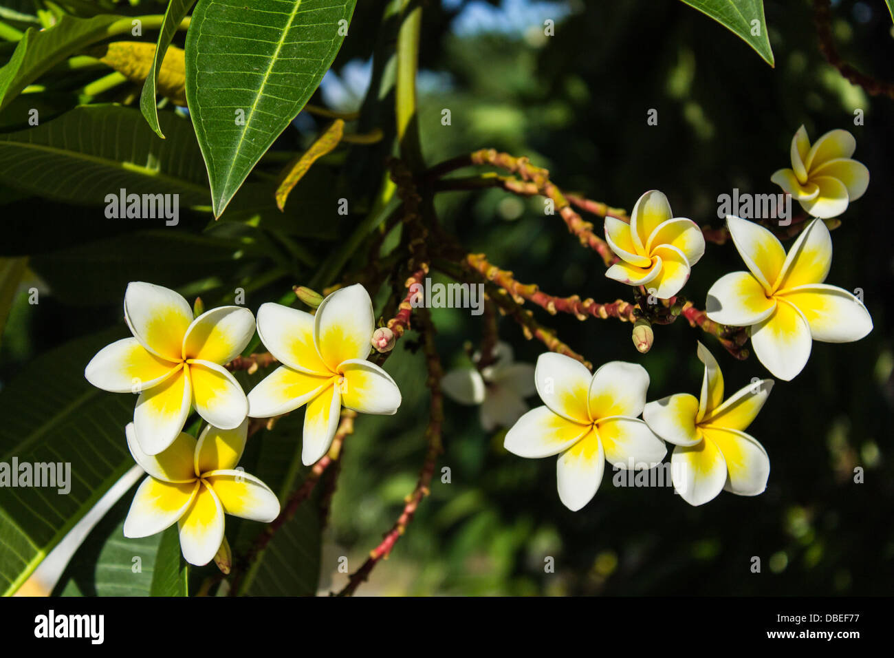 Il Frangipani plumeria fiore Spa Foto Stock
