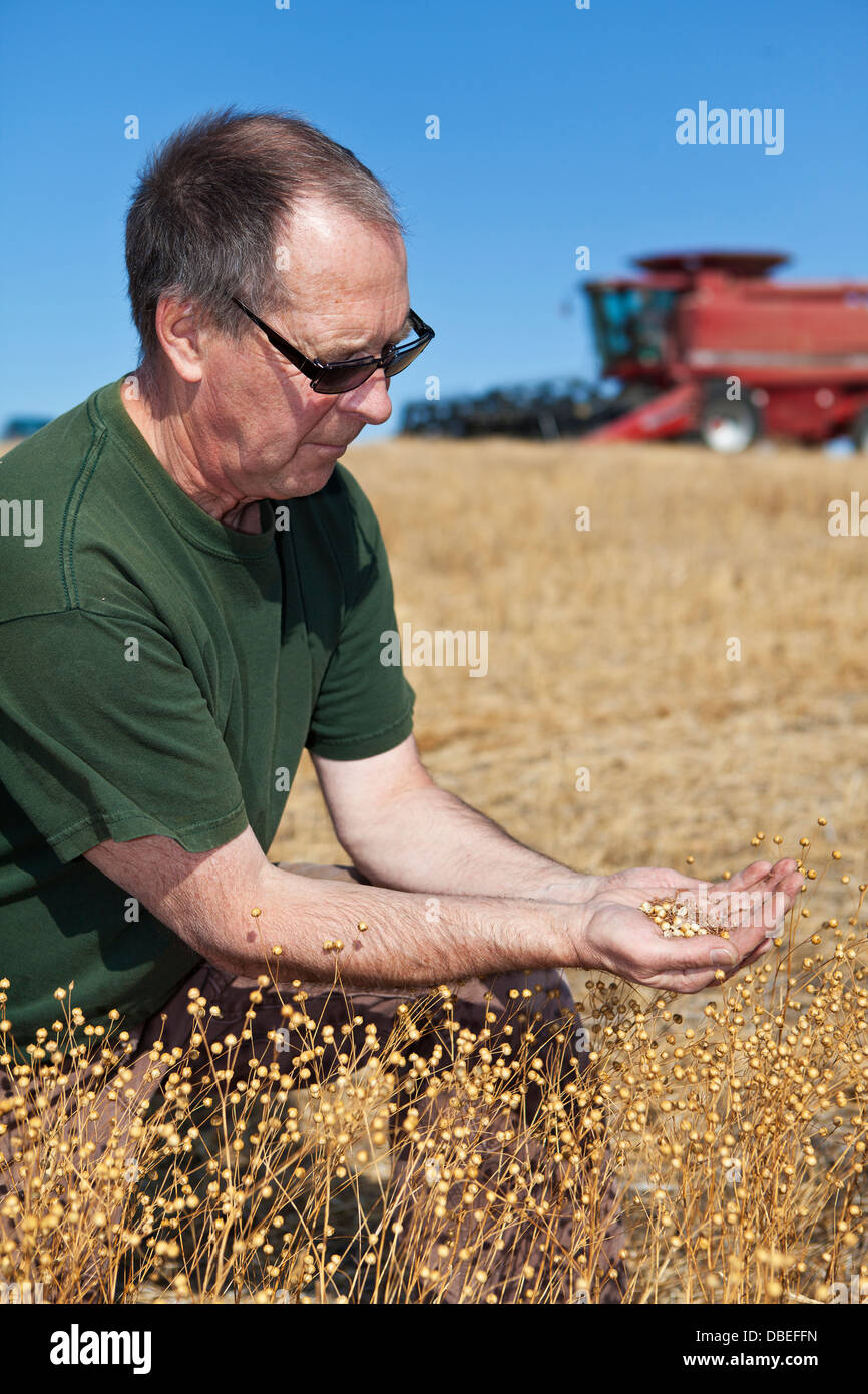 Un agricoltore che detiene un campione di questo decennio il lino raccolto con la sua mietitrebbia in background Foto Stock