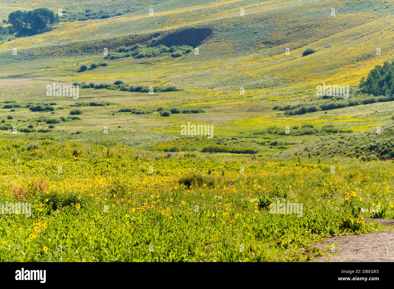 Fiori di campo in piena fioritura in Crested Butte, Colorado. Foto Stock