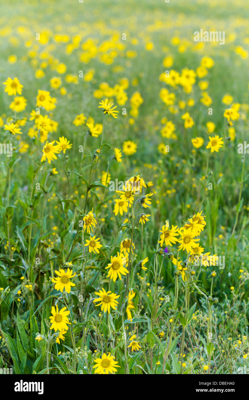 Fiori di campo in piena fioritura in Crested Butte, Colorado. Foto Stock