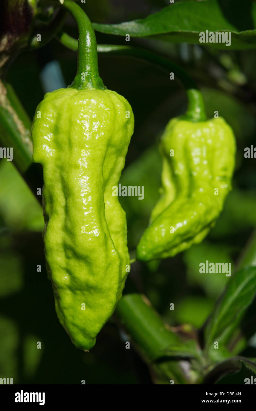 Il Bhut Jolokia peperoncino, uno dei peperoncini più in voga nel mondo (vedere descrizione box per ulteriori informazioni e altri nomi). Foto Stock