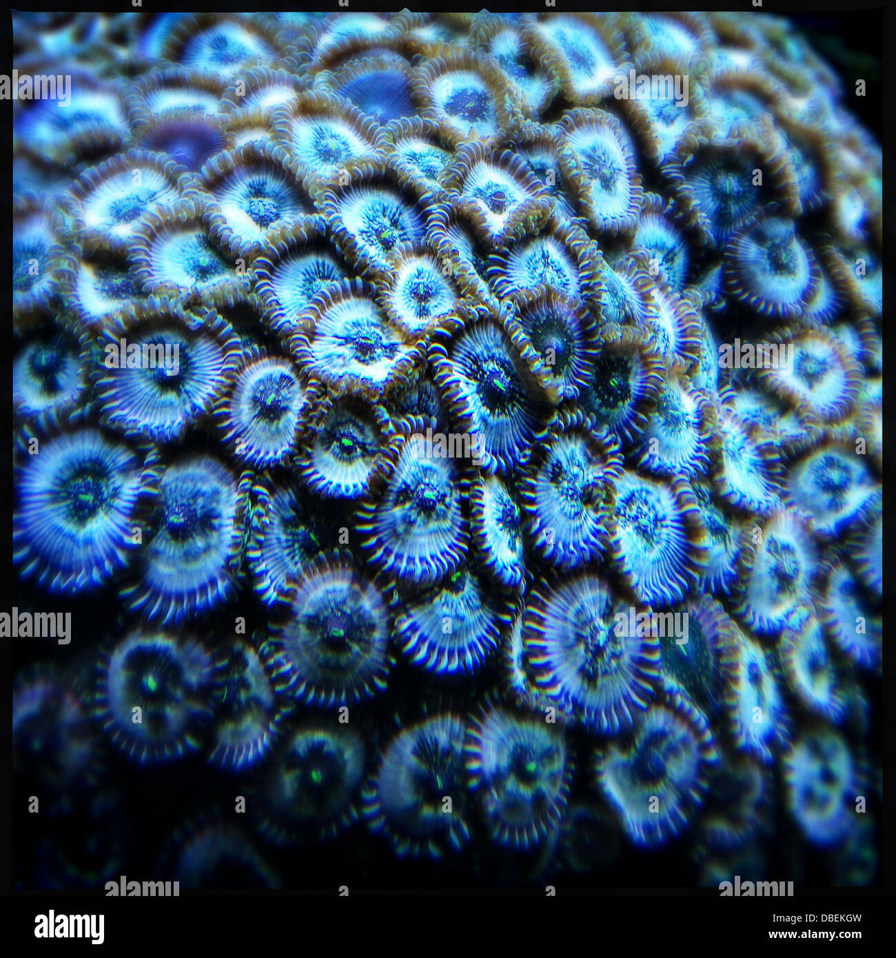 Close up blu impianto sottomarino Foto Stock