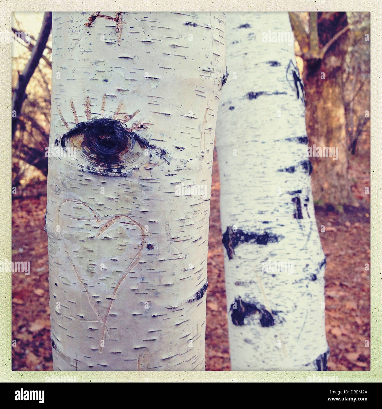 Close up di intagli su albero nella foresta - Immagine stock catturata con smartphone