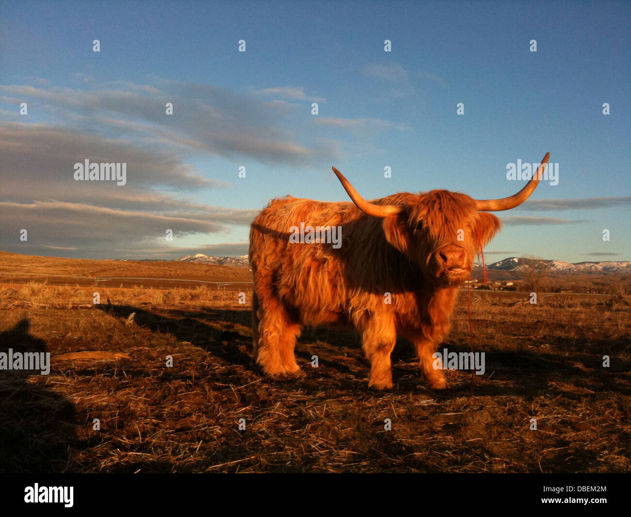 Il pascolo di Bull nel campo erboso Foto Stock