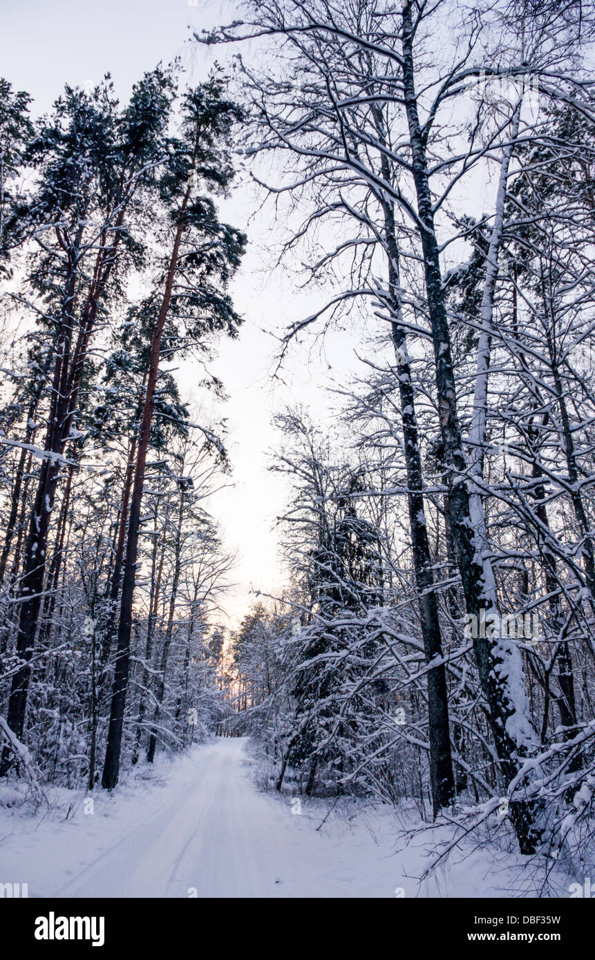 Una scena invernale nei boschi. Strada e alti alberi sono coperti di neve. Foto Stock