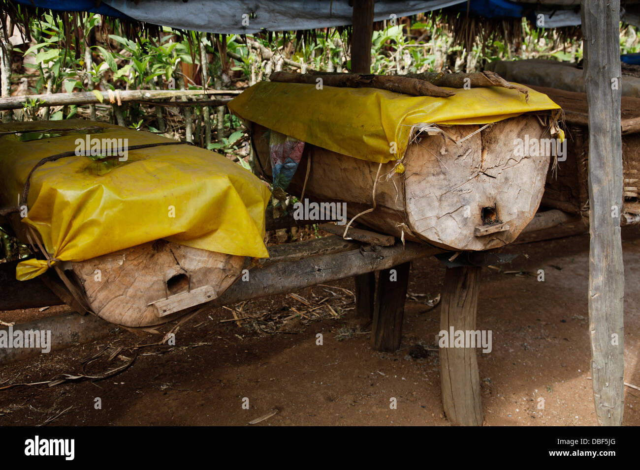La produzione di miele in un co-operativa nella regione occidentale dell'Etiopia, Africa Foto Stock