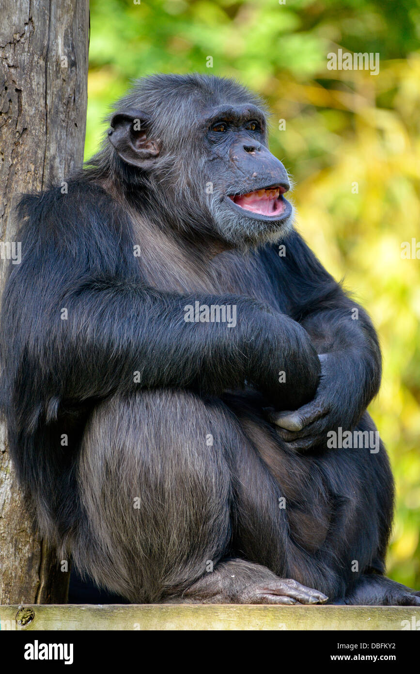 Primo piano di uno scimpanzé (Pan troglodytes) seduta Foto Stock