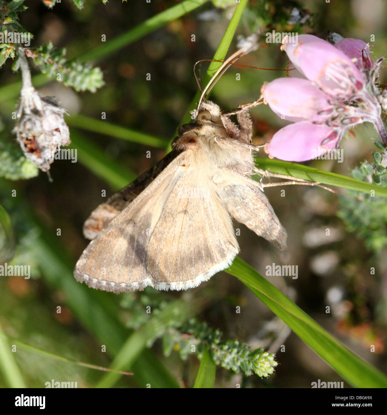 Dettagliato di close-up di il piccolo grigio-marrone argento Y (Autographa gamma) Moth Foto Stock