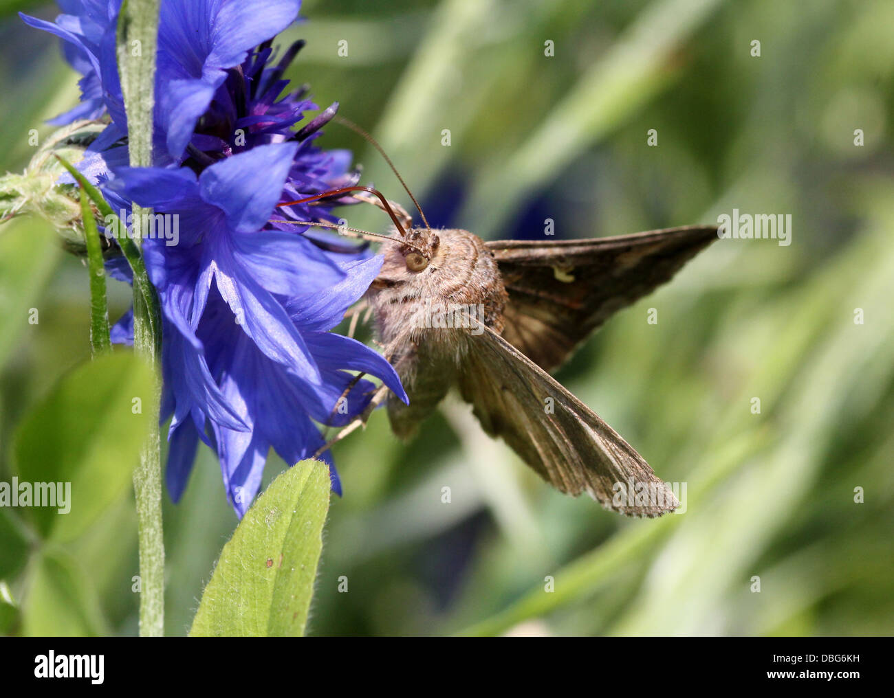 Dettagliato di close-up di il piccolo grigio-marrone argento Y (Autographa gamma) Moth rovistando su un fiore di mais Foto Stock