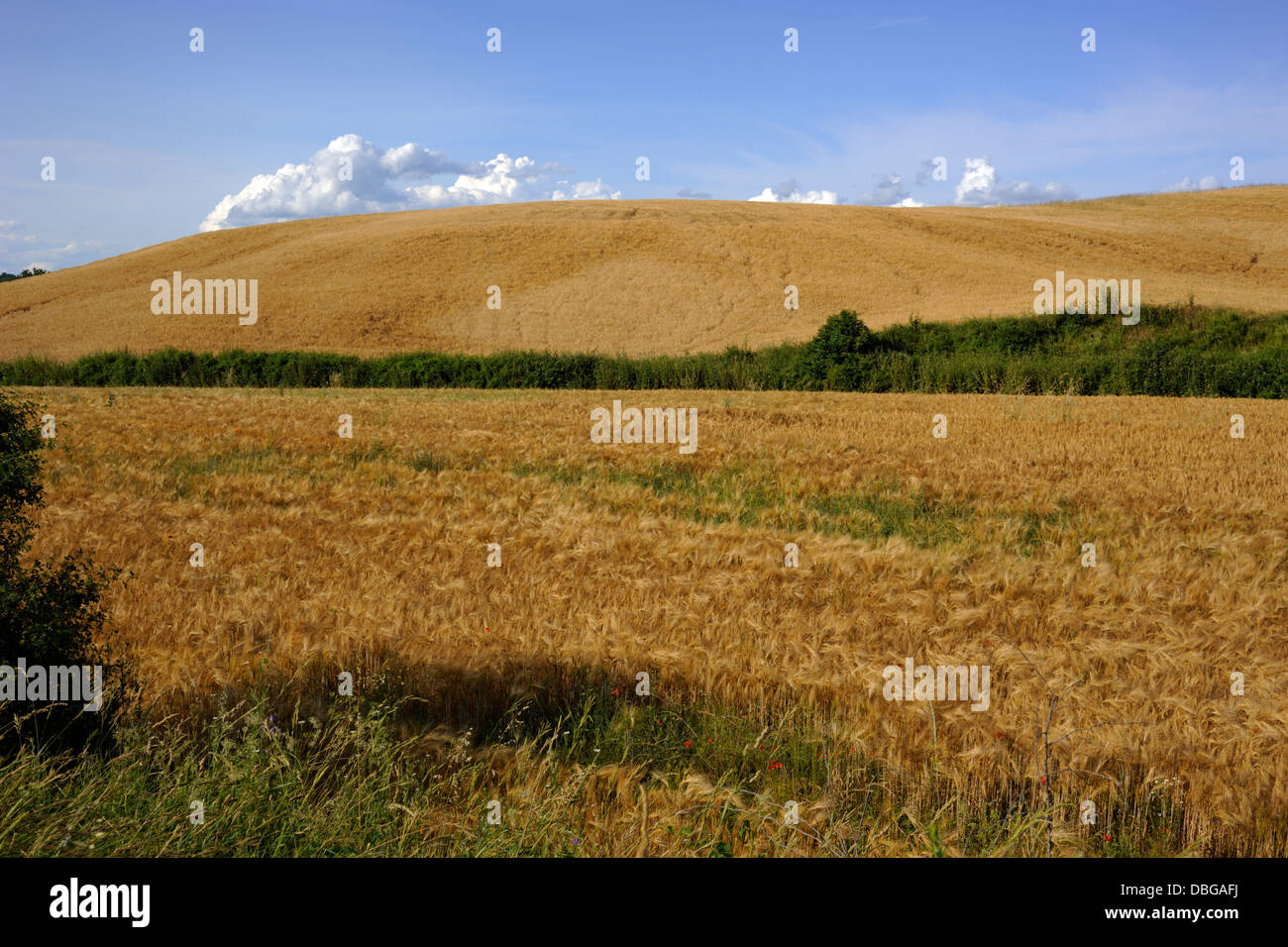 Italia, Umbria, campi di grano d'estate Foto Stock