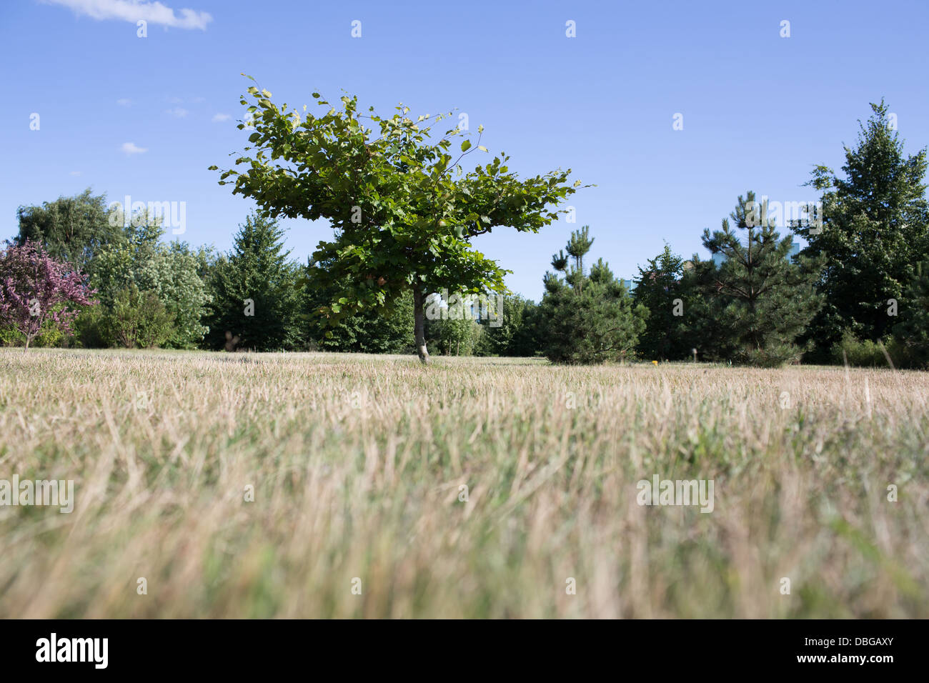 Bel relax outdoor park in Gdansk Zaspa distretto. Foto Stock