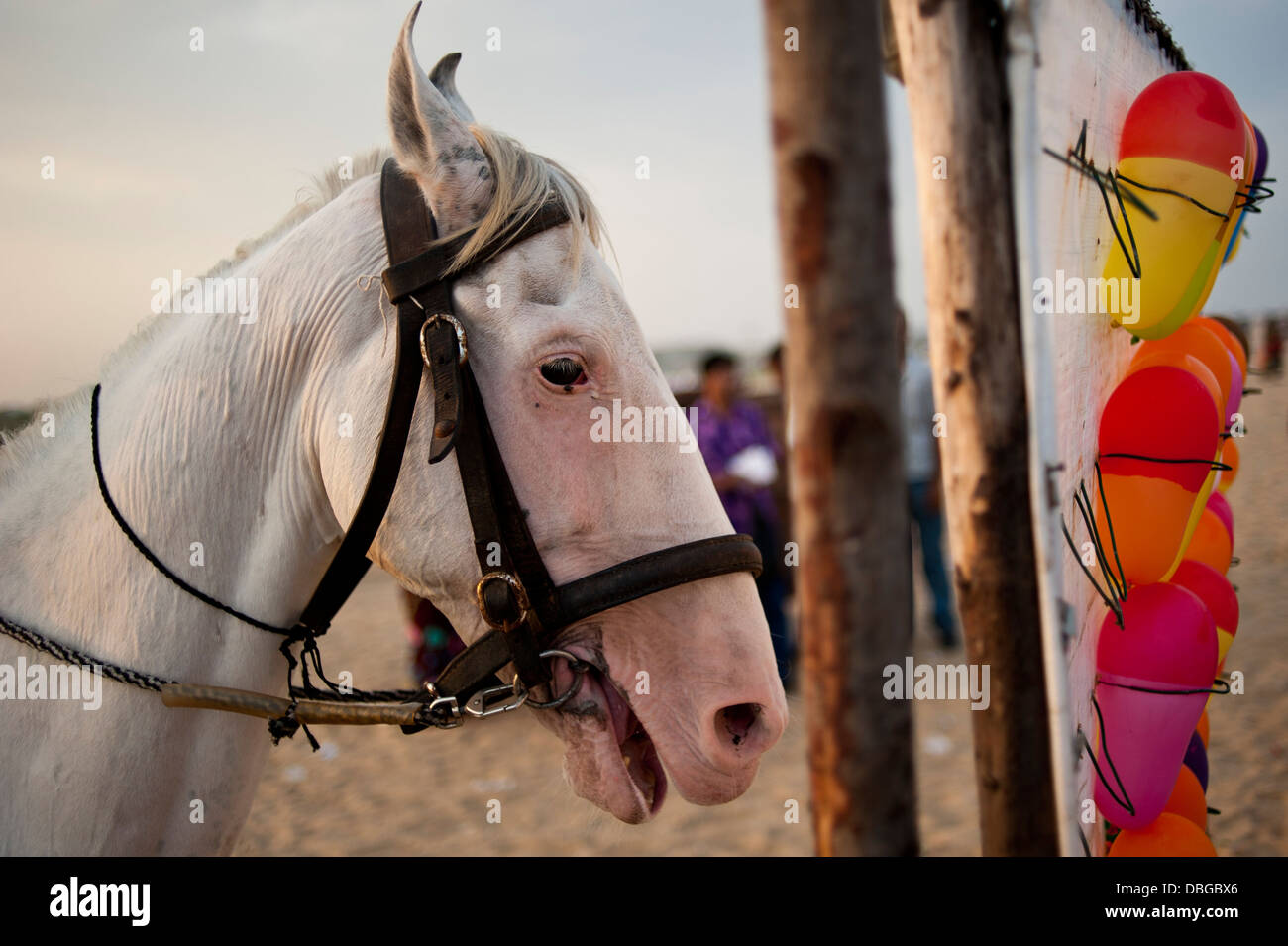 Un cavallo Albino sorge accanto a un parco di divertimenti sulla spiaggia di Marina nel sud della città indiana di Chennai Foto Stock
