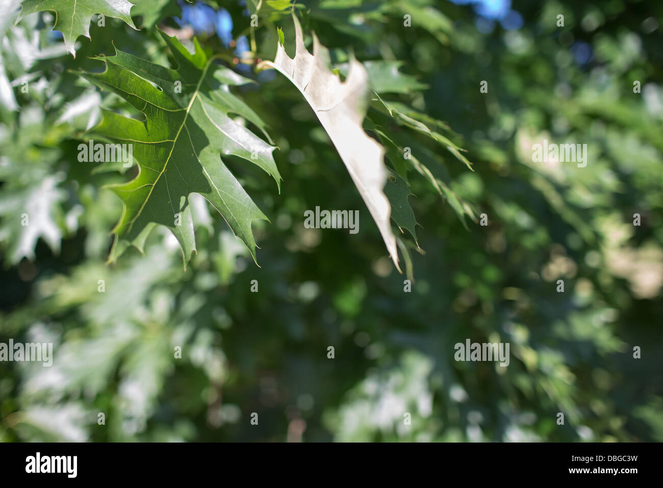 Bel relax outdoor park in Gdansk Zaspa distretto. Foto Stock