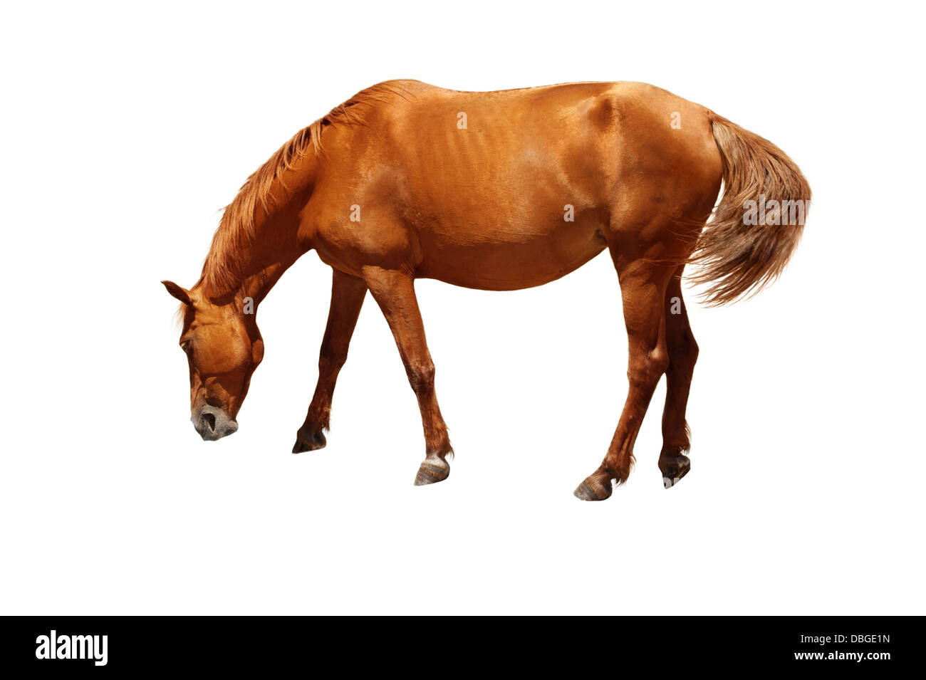 Cavallo marrone in piedi con la testa in giù come mangiare o bere acqua. Isolato su sfondo bianco Foto Stock