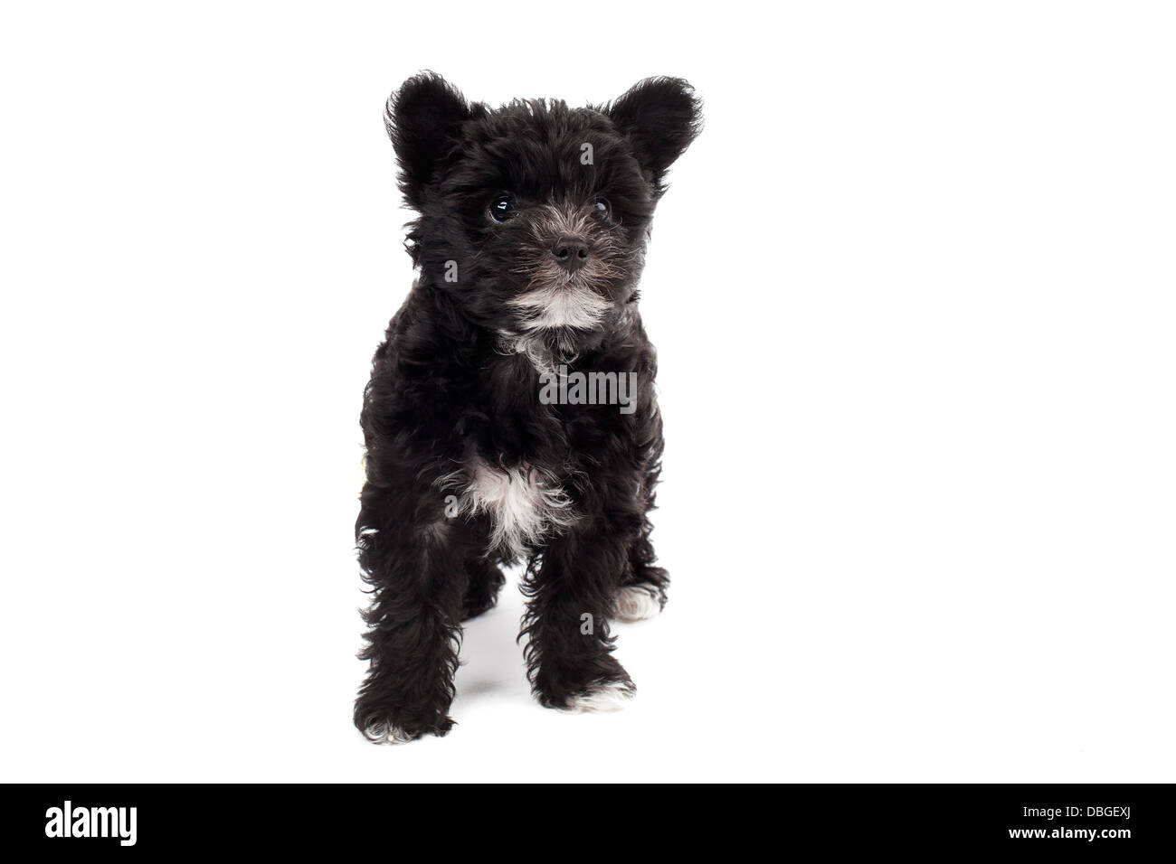 cane peloso nero Foto Stock