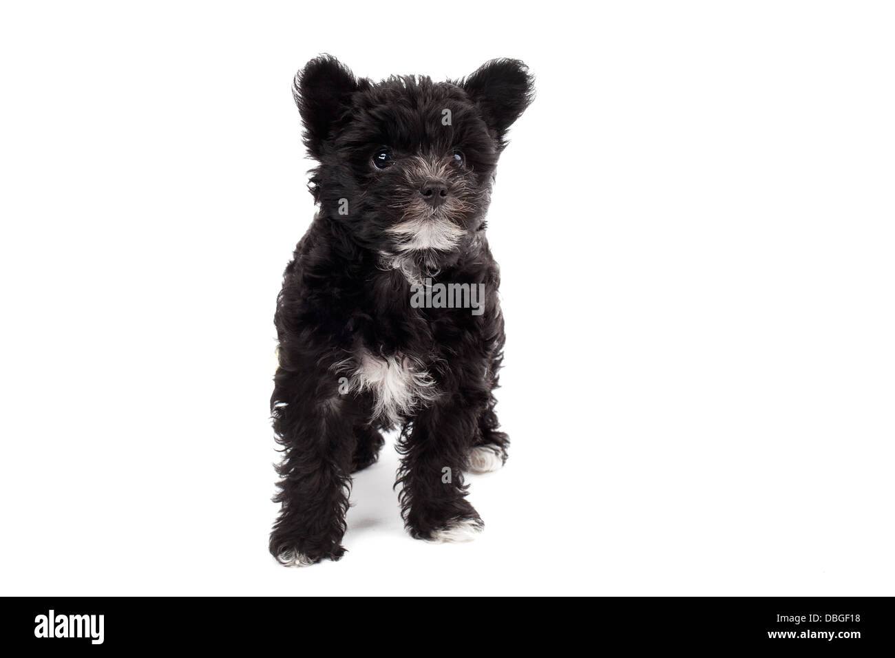 cane peloso nero Foto Stock