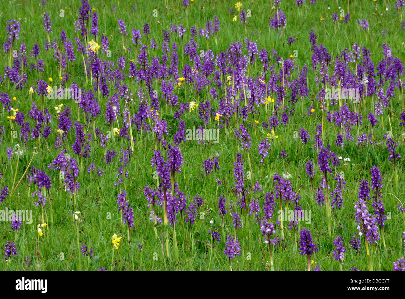 Un campo pieno di verde-winged orchidee e cowslips REGNO UNITO Foto Stock