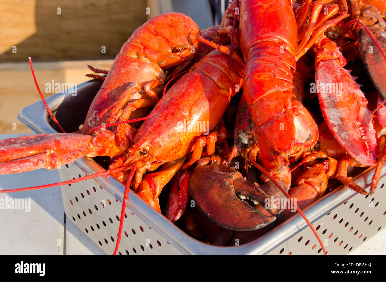 Massachusetts, Martha's Vineyard, Vineyard Haven. Tradizionale New England lobster cuocere. Tutta le aragoste al vapore. Foto Stock