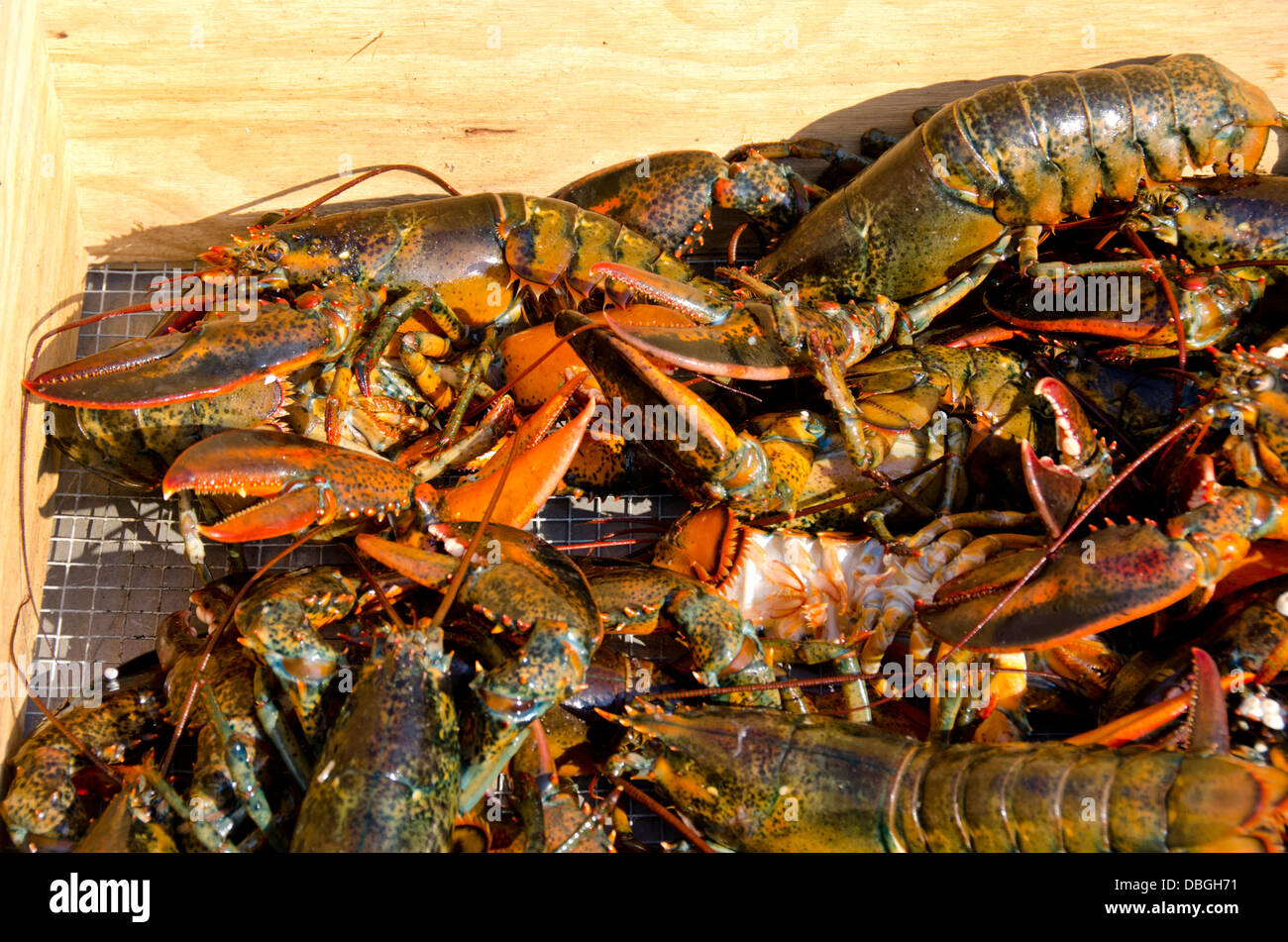 Massachusetts, Martha's Vineyard, Vineyard Haven. Tradizionale New England lobster cuocere. Tutto aragoste. Foto Stock