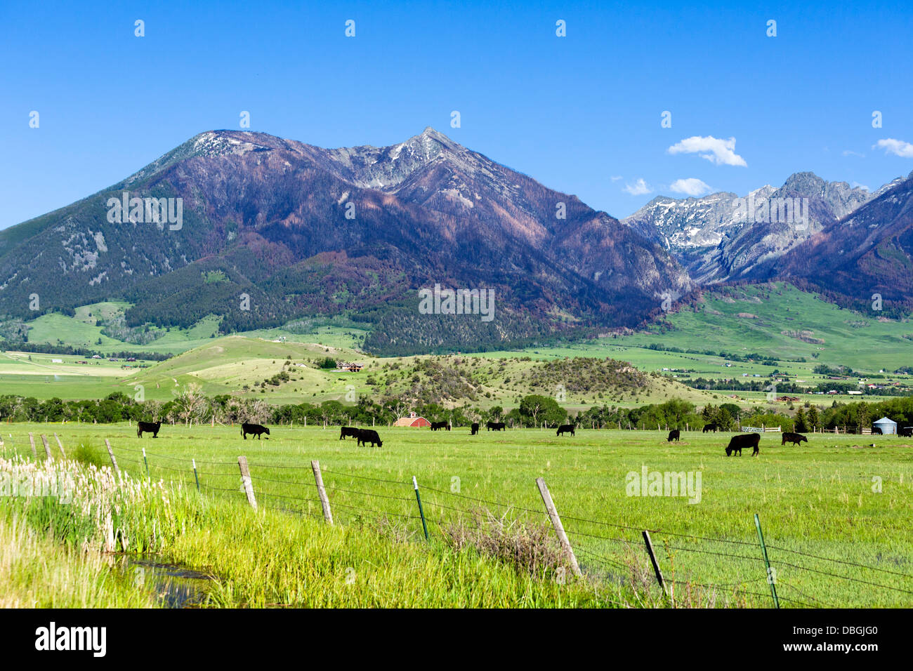 Ranch di bestiame a sud di Livingstone, Montana, USA Foto Stock