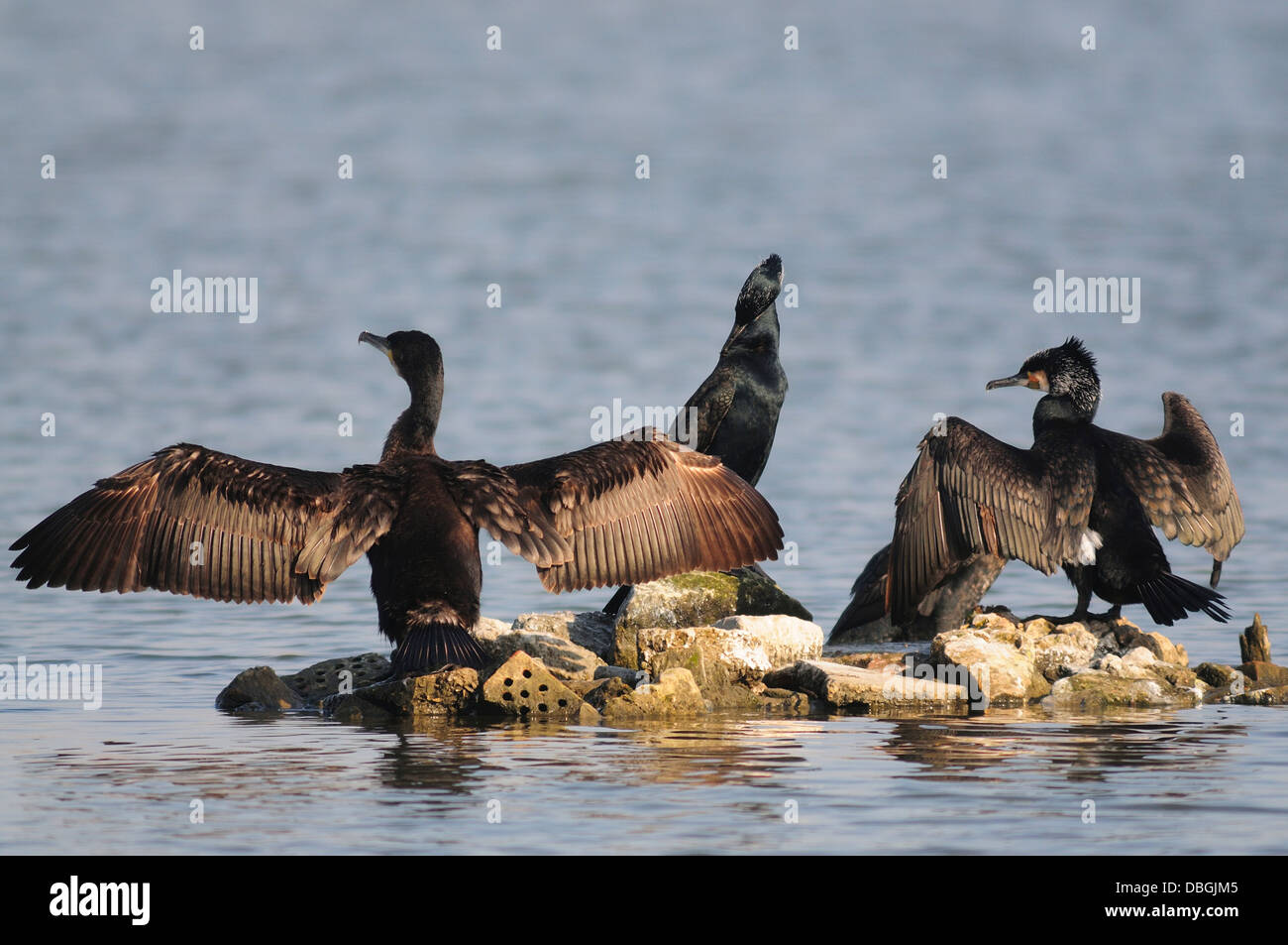 Un sorso di cormorani su un isola rocciosa asciugano le ali Foto Stock