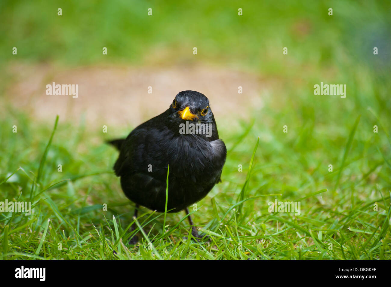 Black Bird a Amlwch Anglesey North Wales UK Foto Stock