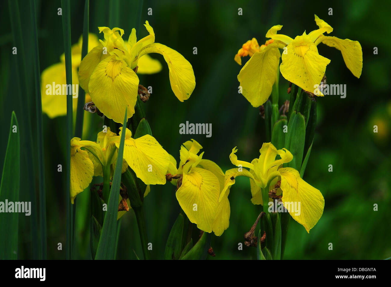 Un intrico di bandiera gialla iris REGNO UNITO Foto Stock
