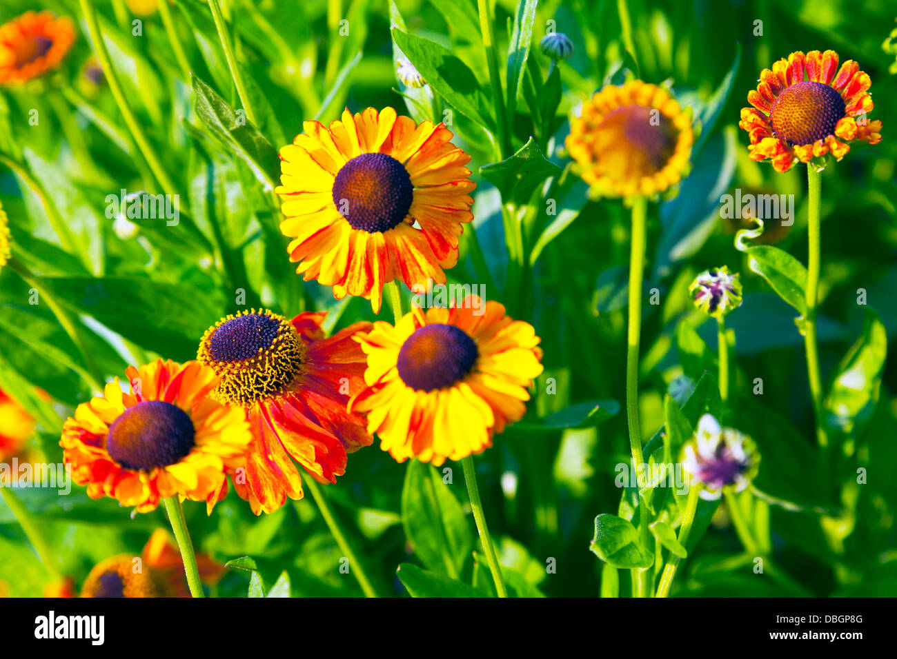 Tipico giardino inglese piante fiori Helenium Sahin presto Flowerer (Kees Sahin) Foto Stock