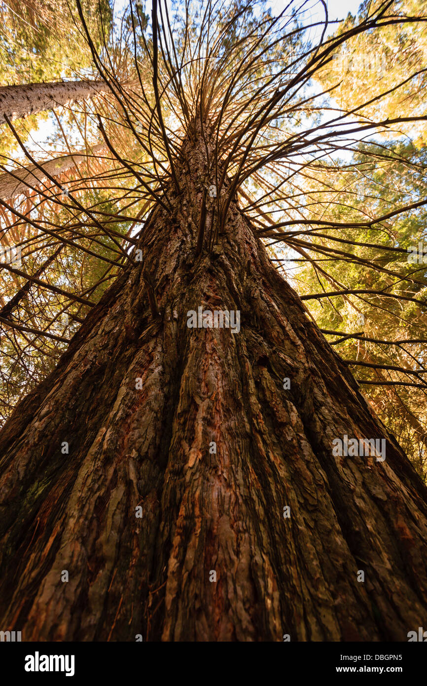 Sequoiadendron giganteum, Sequoia gigante redwood tronco di albero giunge fino al cielo blu nella parte superiore del soffitto della foresta Foto Stock