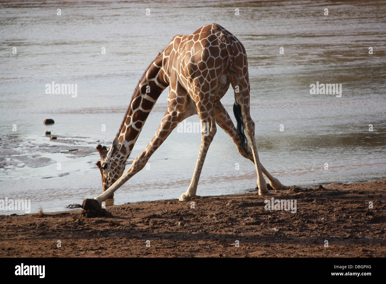 Giraffe reticolate di bere dal fiume Ewaso a Samburu National Park in Africa Foto Stock