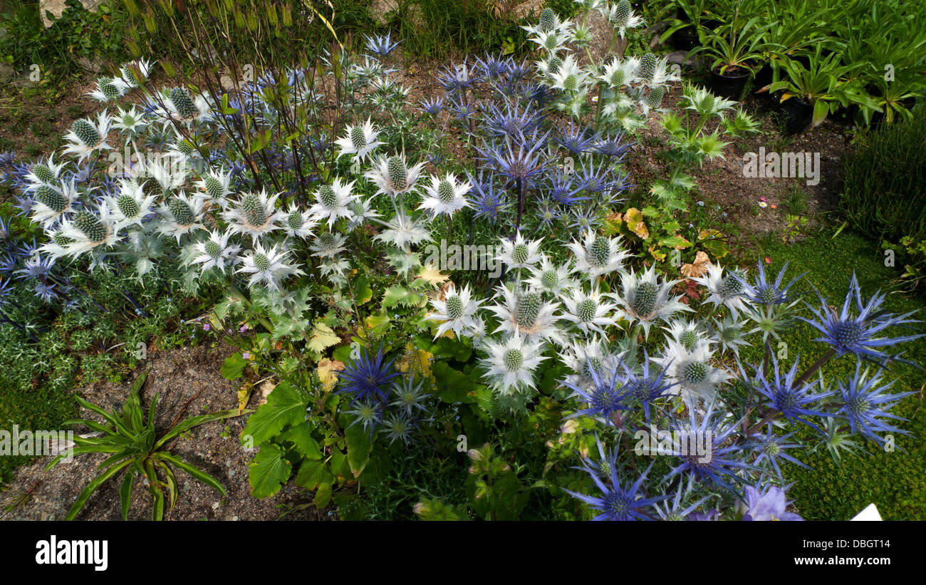 Eryngium blu fiore di cardo in vivaio in St Davids Pembrokeshire Wales UK Foto Stock