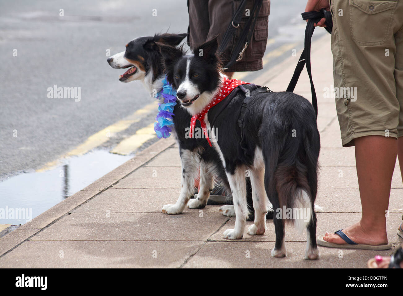 Due Border Collie cani con sciarpe intorno ai loro colli a Swanage sfilata di carnevale in luglio Foto Stock