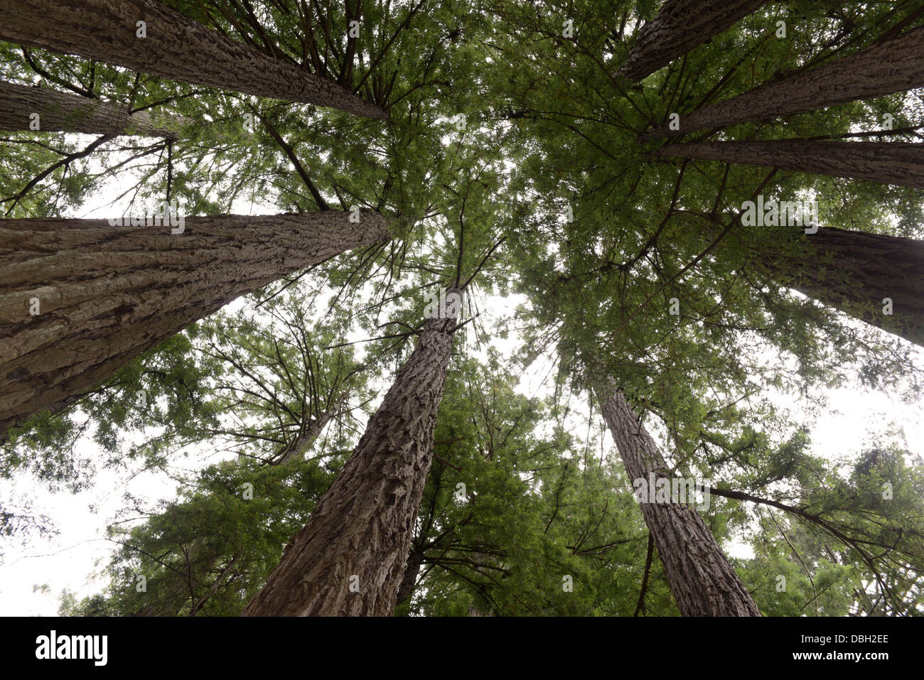 Coast Redwood grove, Sequoia sempervirens, dal di sotto, Muir Woods, northern CA Foto Stock