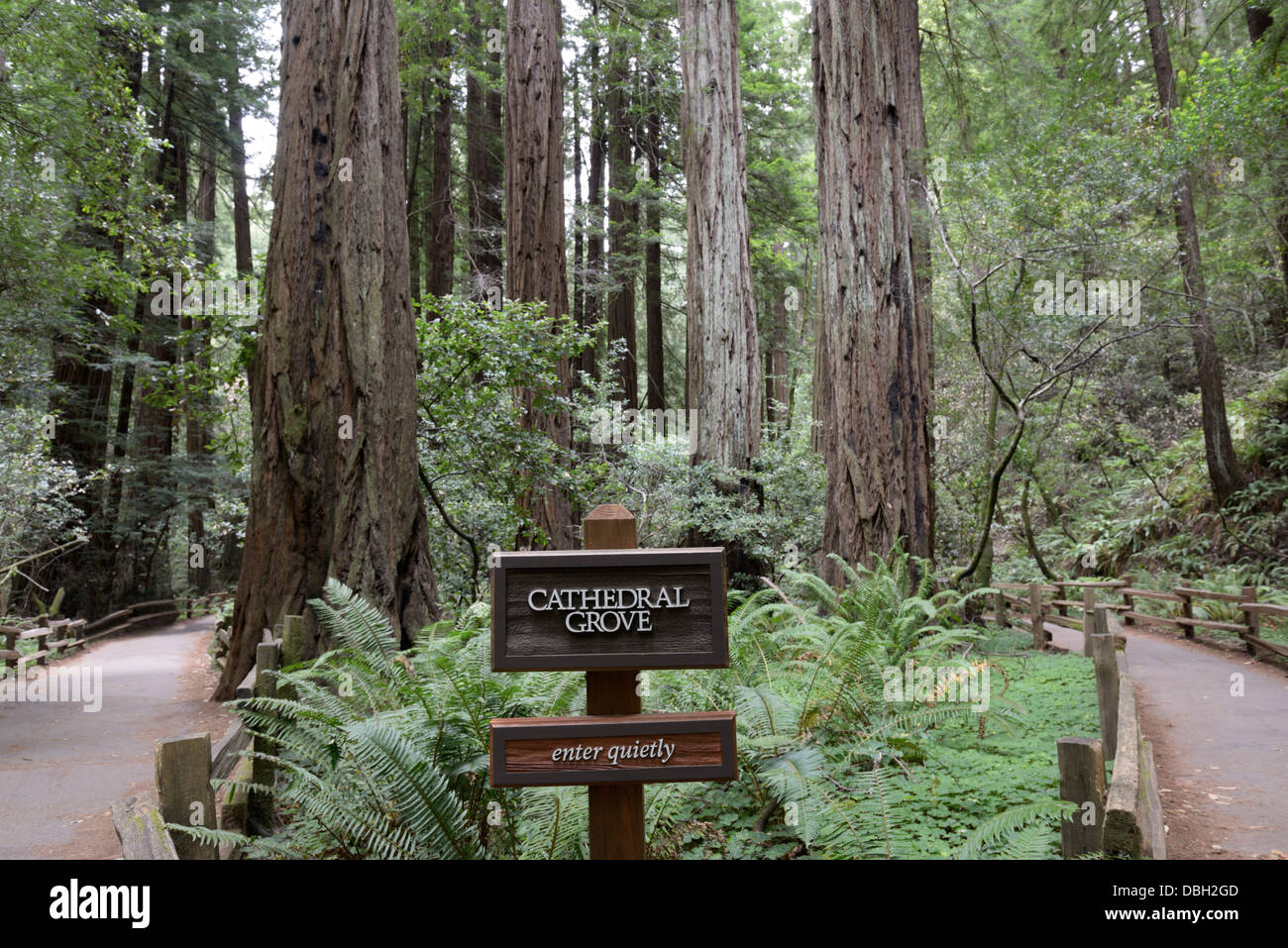 Sentiero attraverso la cattedrale boschetto di Coast Redwoods, Sequoia sempervirens, Muir Woods monumento nazionale Foto Stock