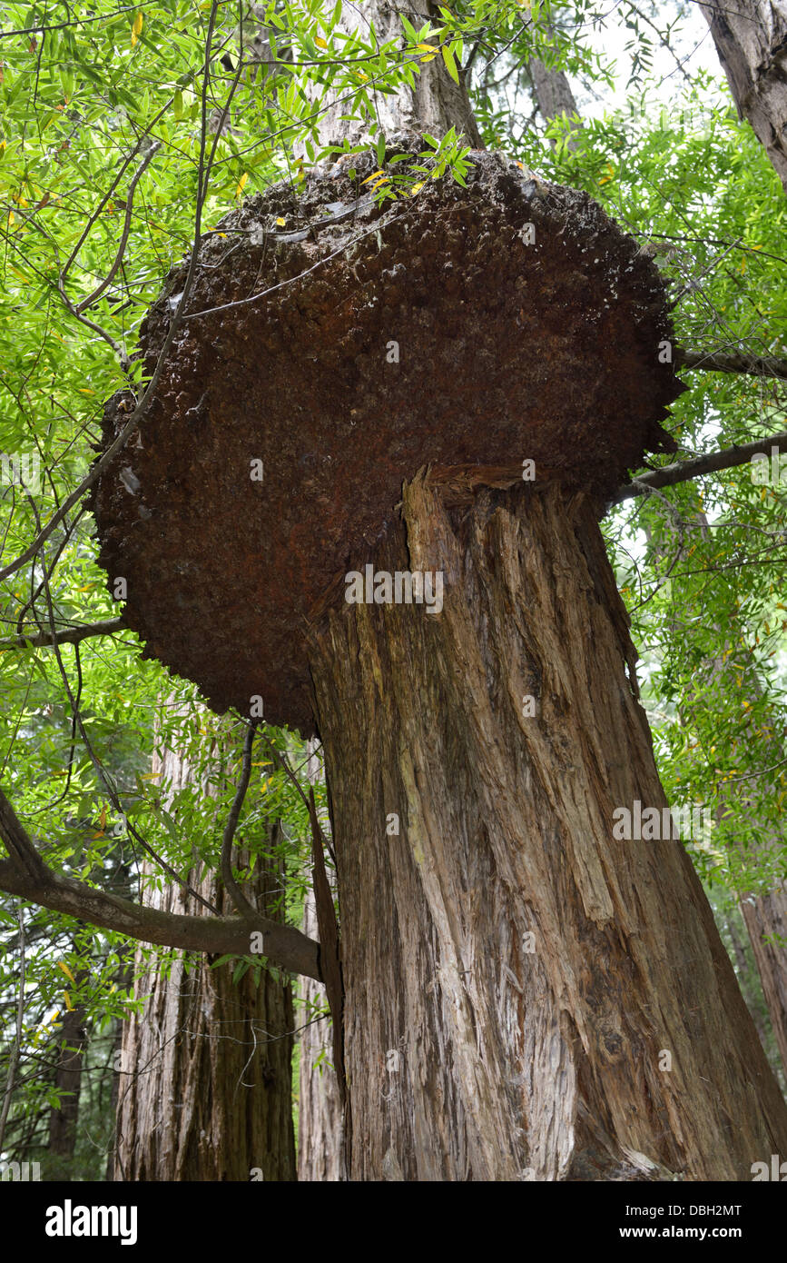 Grandi burl sul tronco di un coast redwood, Sequoia sempervirens, Muir Woods, northern CA Foto Stock