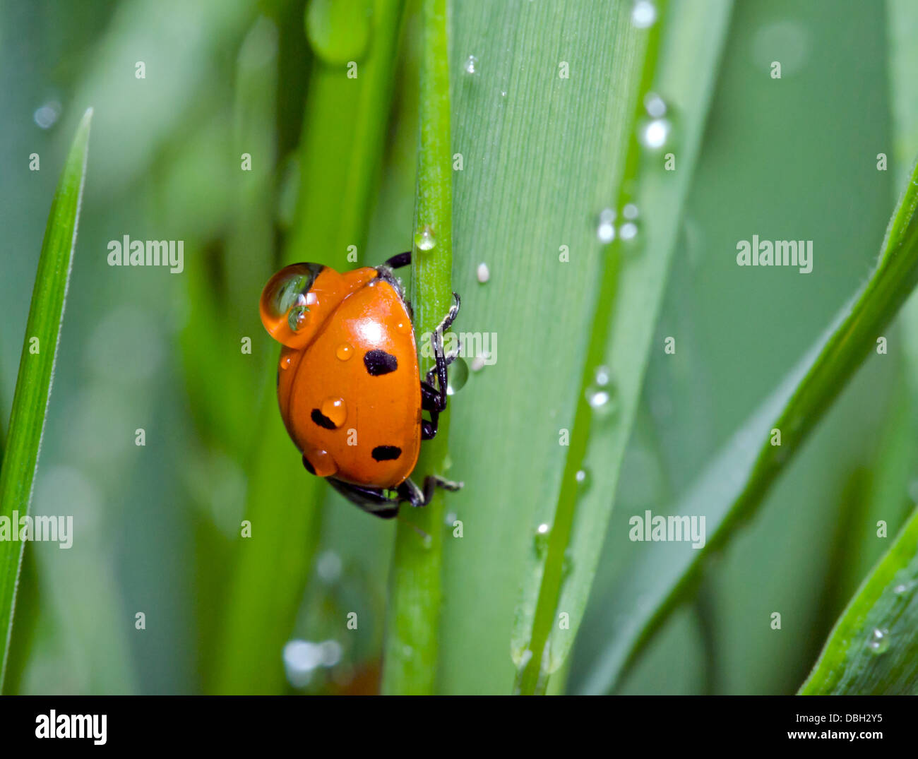 Ladybug dopo una pioggia Foto Stock