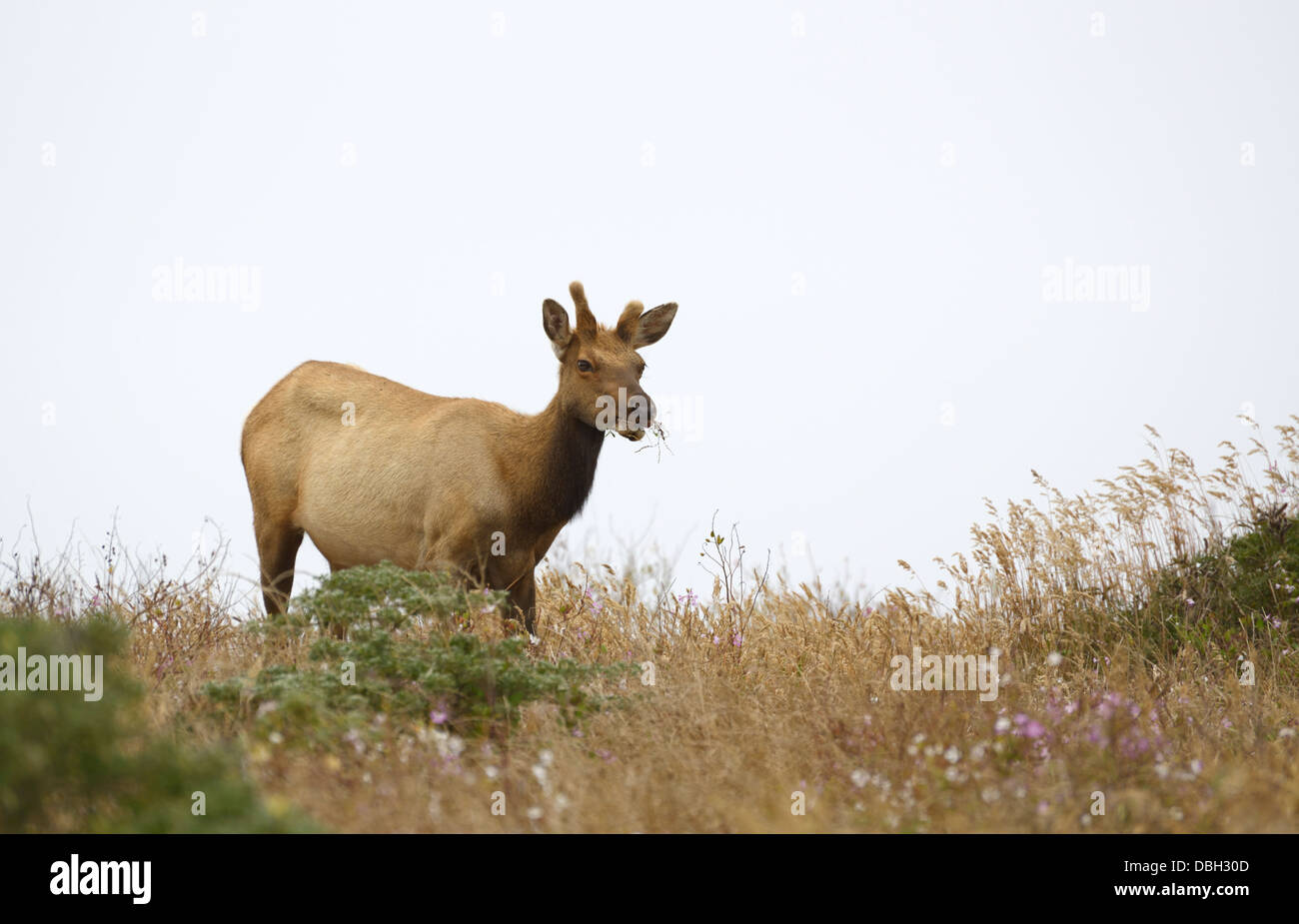 Tule elk, Cervis canadensis nannodes, Tomales Point, Point Reyes National Seashore Foto Stock Tule elk, Cervis canadensis nannodes, Tomales Point, Point Reyes National Seashore Foto Stock