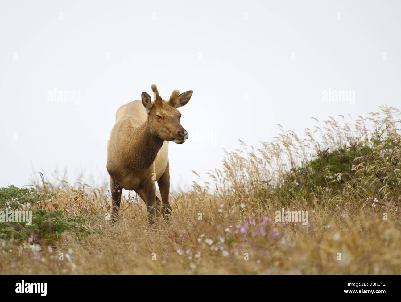 Tule elk, Cervis canadensis nannodes, Tomales Point, Point Reyes National Seashore Foto Stock Tule elk, Cervis canadensis nannodes, Tomales Point, Point Reyes National Seashore Foto Stock