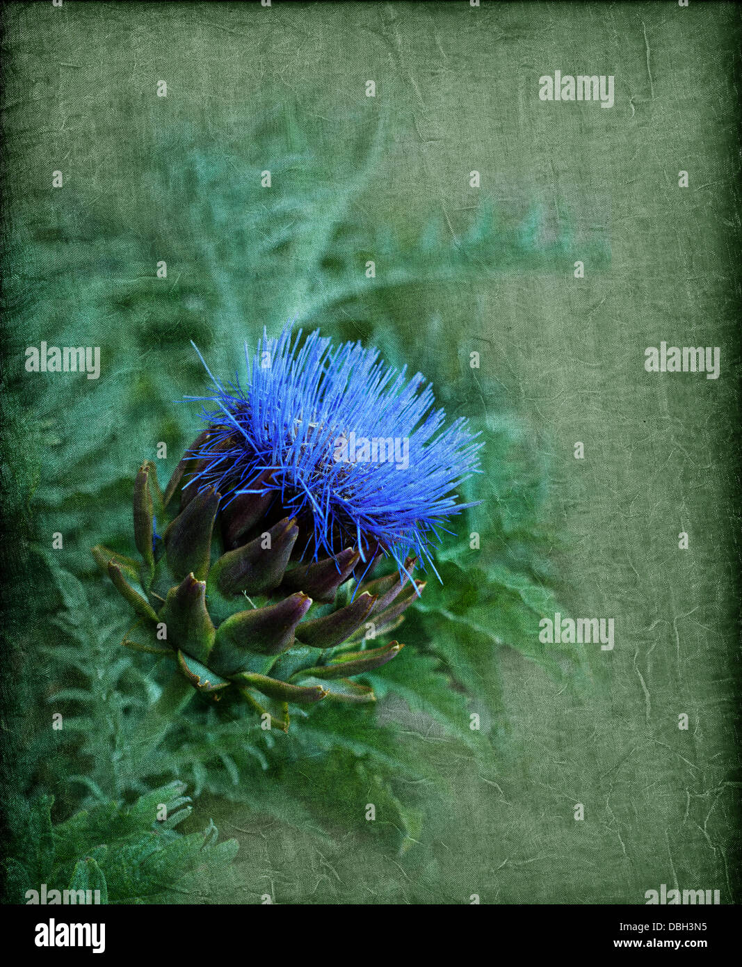 Bella blu carciofo fiorito contro una trama artistico sfondo verde Foto Stock