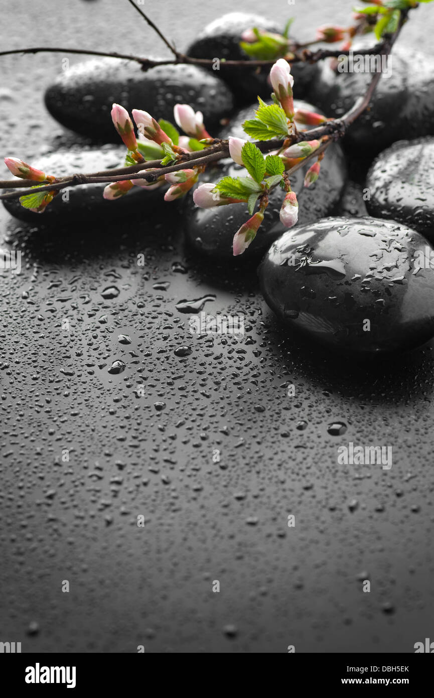 Wet Zen Spa pietre e fiore di primavera Foto Stock