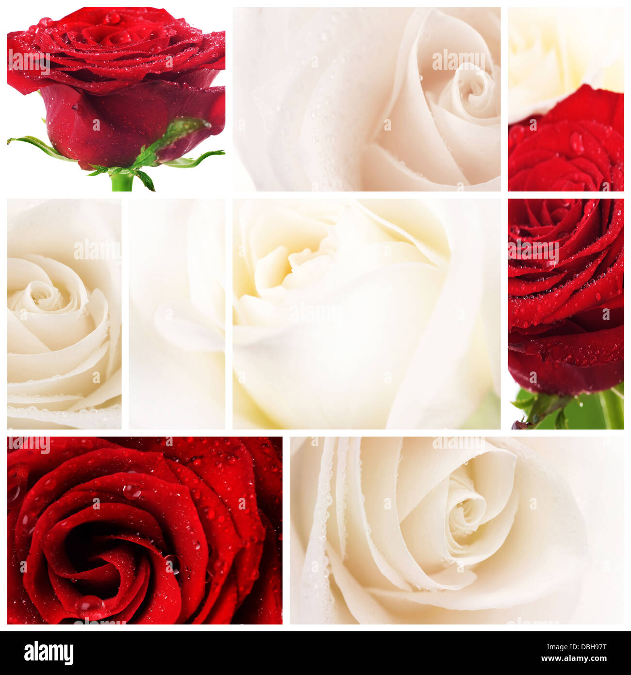 Bellissime Rose collage Foto Stock