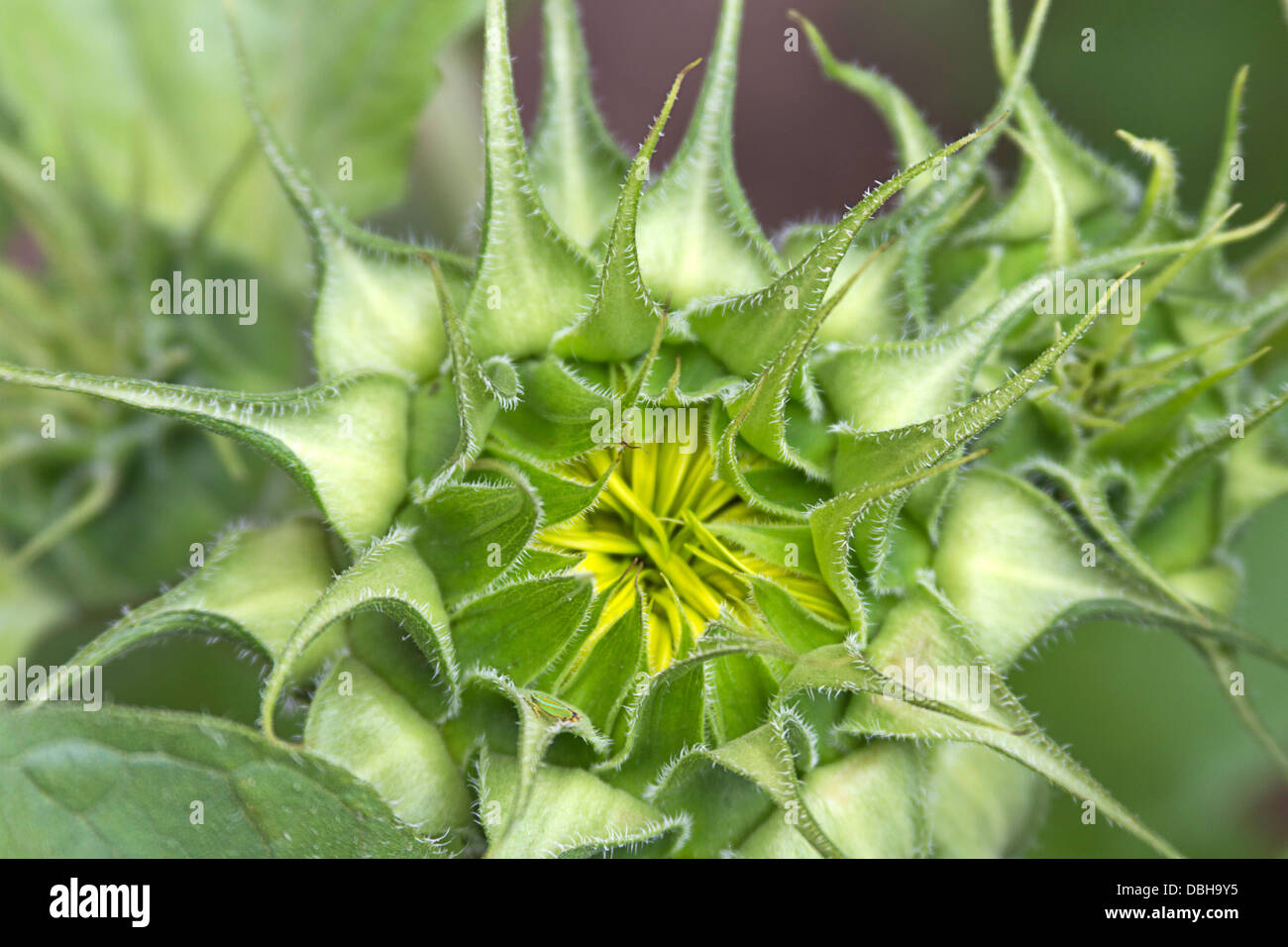 Primo piano di un bellissimo girasole di apertura con modelli di ripetizione di simmetria che si trova spesso nel mondo naturale Foto Stock