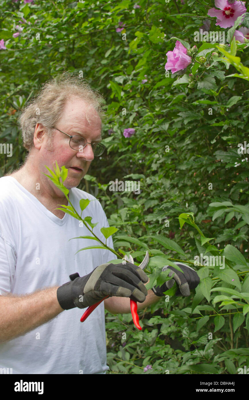 Uomo di mezza età con forbici potatura di cespugli di rose e di piante di Sharon Foto Stock