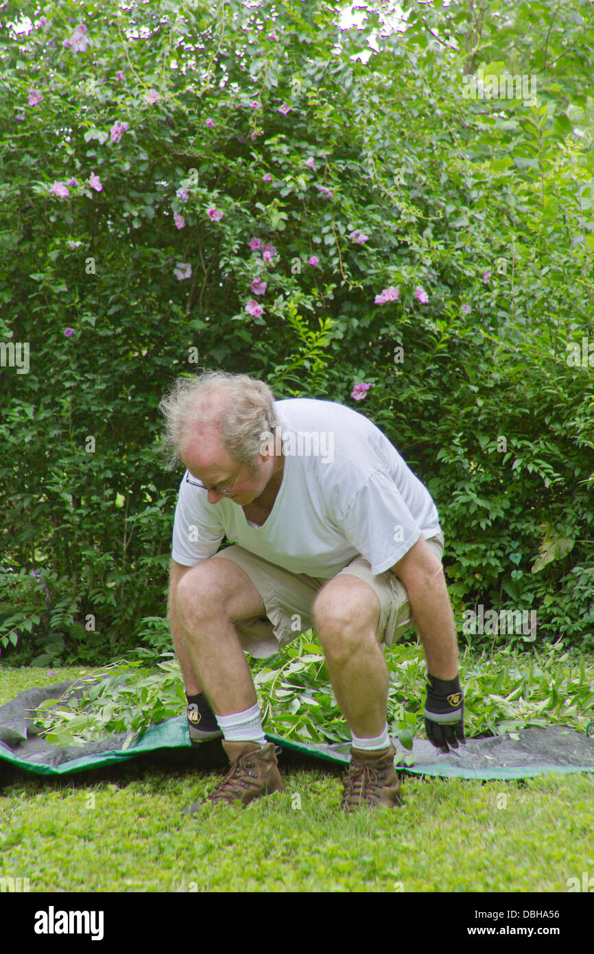 Uomo di mezza età di piegarsi per tirare un telo pieno di ritagli yardwork Foto Stock