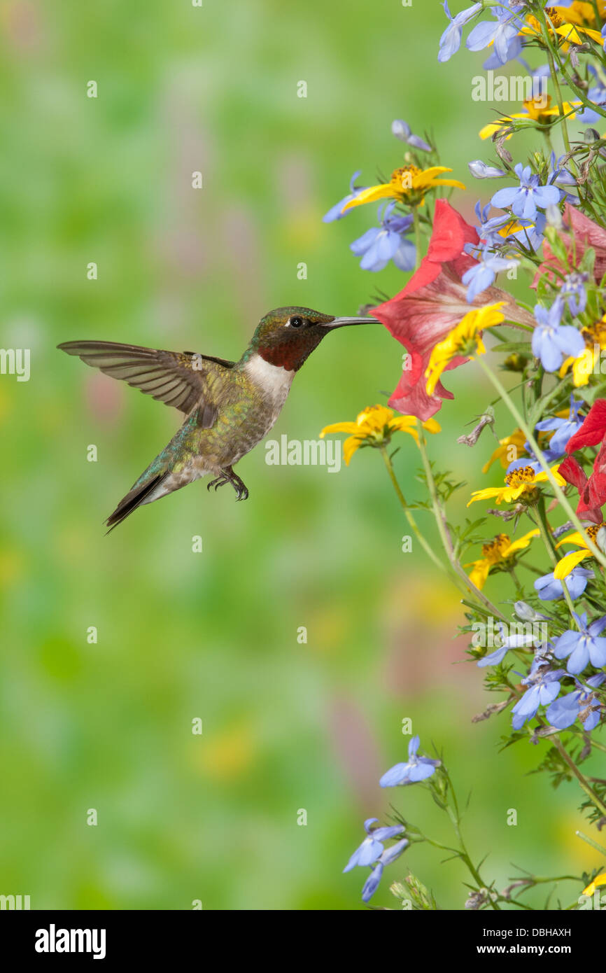 Colibrì maschio in gola rubina colibrì che si libra alla ricerca di nettare dal cesto dei fiori appeso fiori petunie fiori fiori fioriscono - verticale Foto Stock