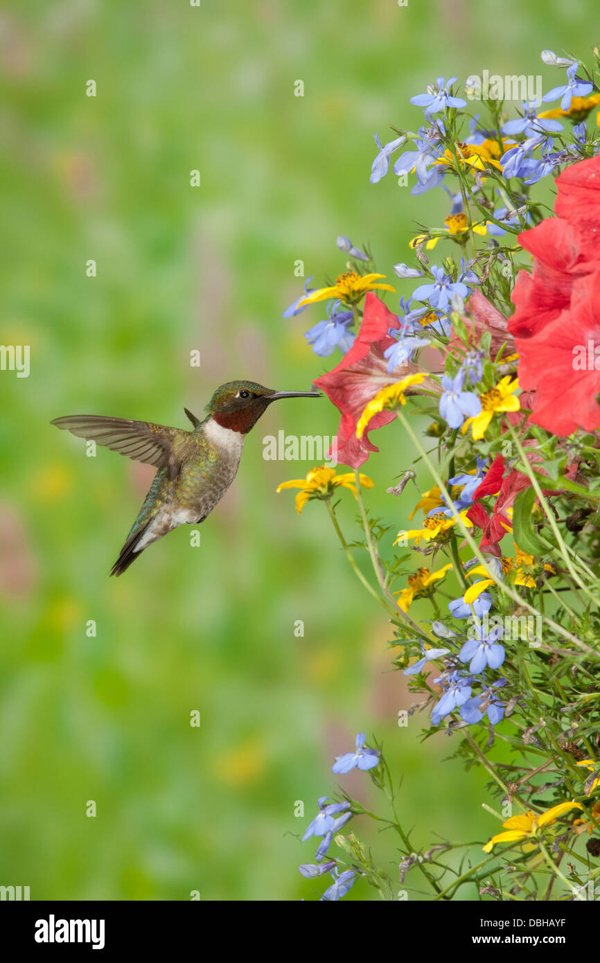 Colibrì maschio in gola rubina colibrì che si libra alla ricerca di nettare dal cesto dei fiori appeso fiori petunie fiori fiori fioriscono - verticale Foto Stock