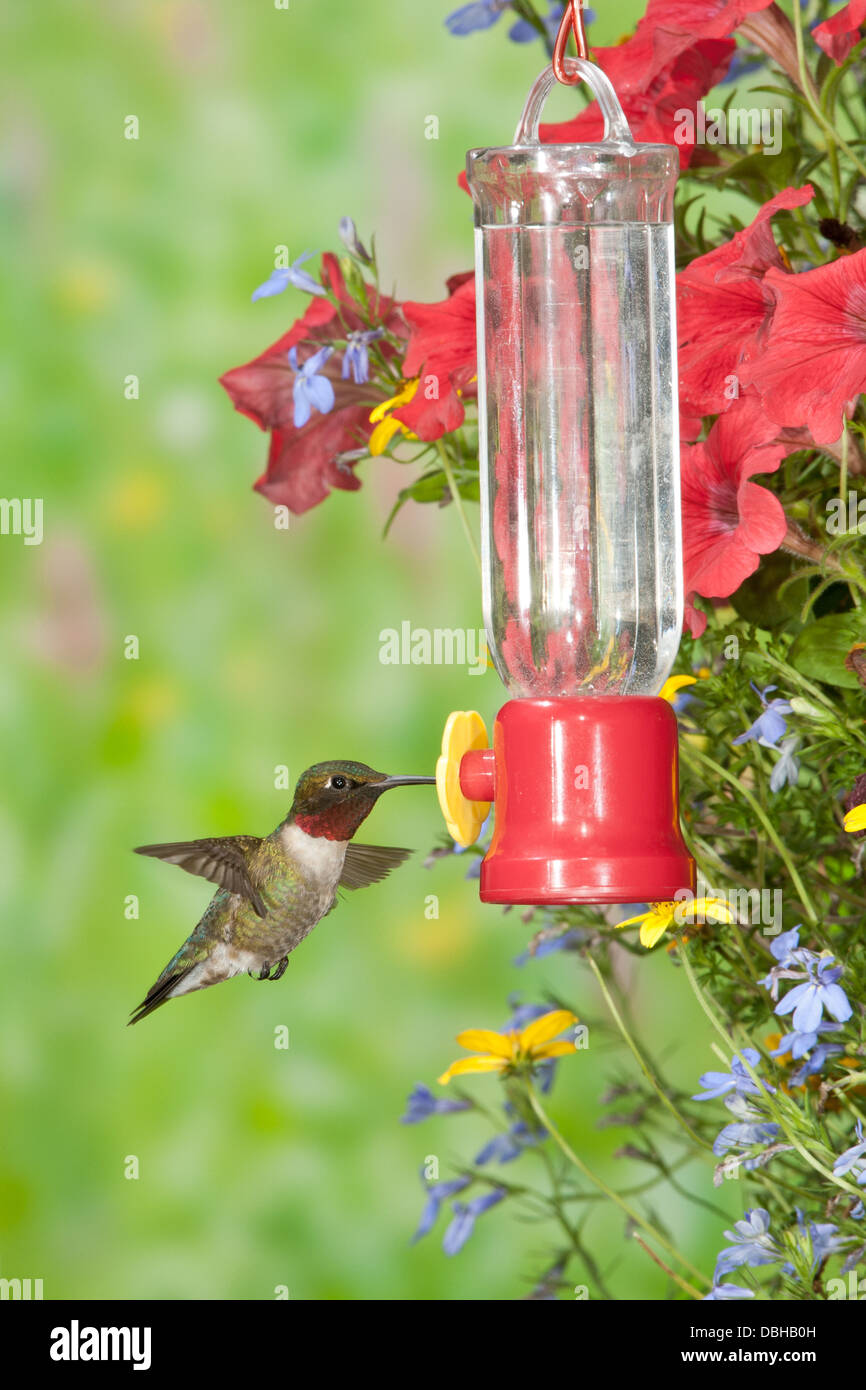 Hummingbird con gola di rubino che mangia all'alimentatore di acqua di zucchero - verticale Foto Stock