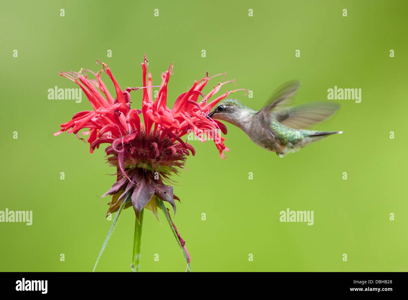 Femmina Ruby ha gettato Hummingbird hovering cercando nettare da Bee Balm Blossoms Foto Stock